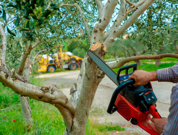 Best Tree Clearing Services  in Golden Grove, SC